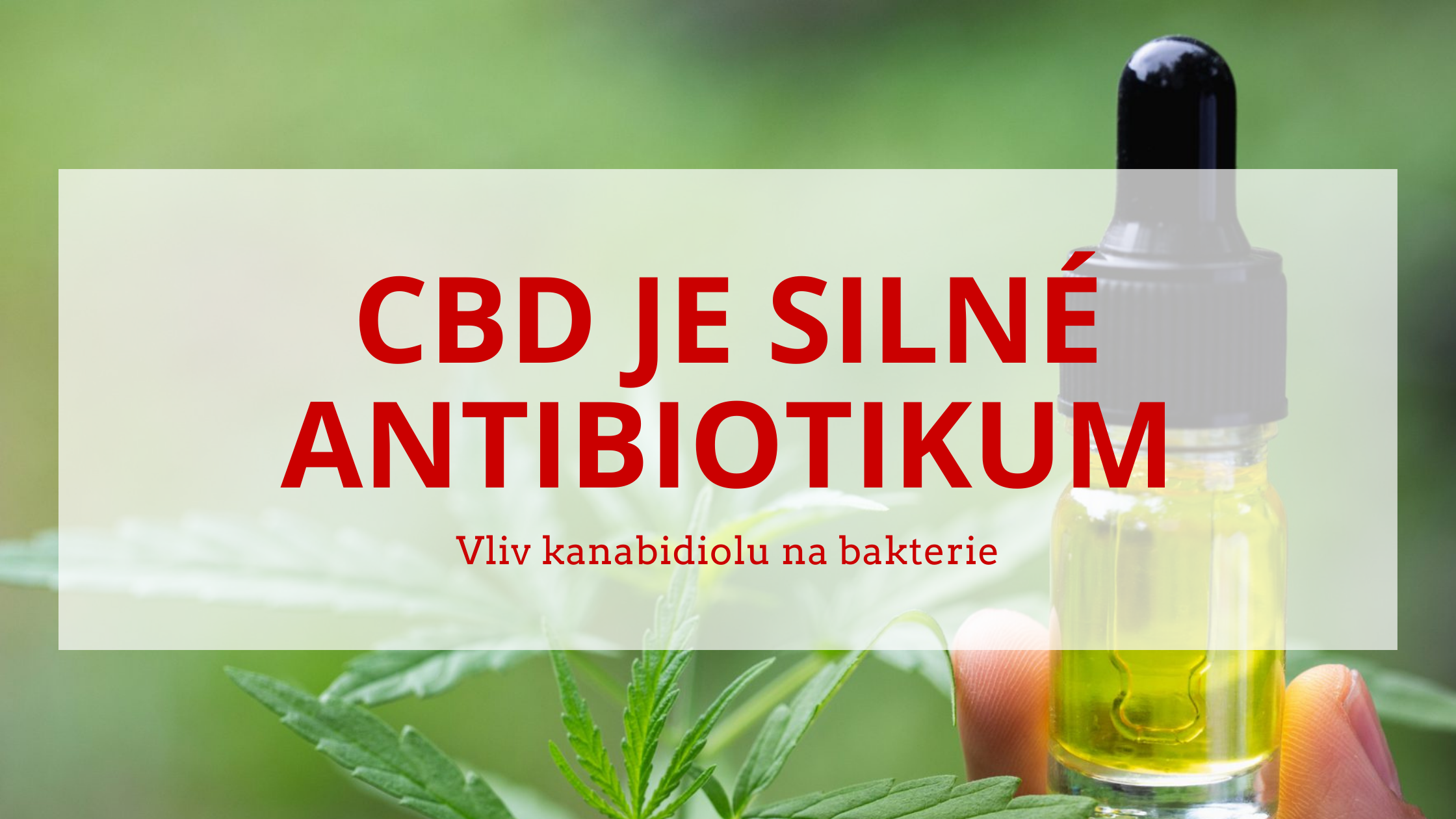 Vdli jste e CBD  je v znamn siln  antibiotikum 